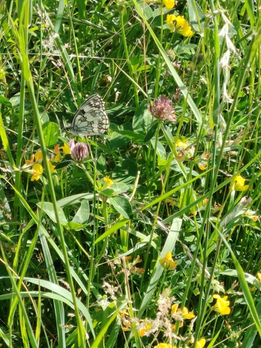 Marbled White