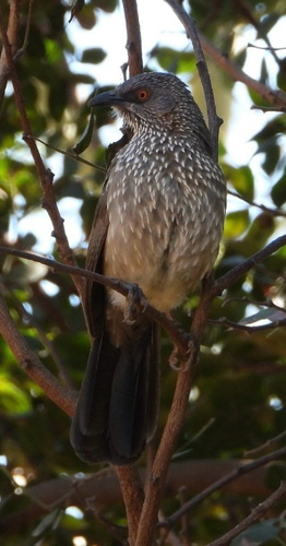 Arrow-marked Babbler