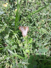 Anartia jatrophae