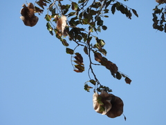 Pterocarpus angolensis
