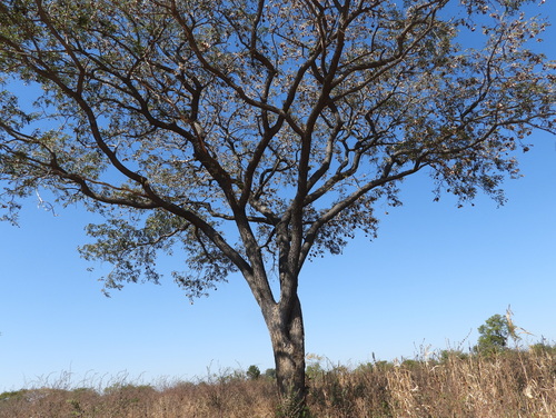 Pterocarpus angolensis, photograph 1