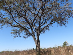 (c) Timothy Whitehead, some rights reserved (CC BY) Pterocarpus angolensis, photograph (c) Timothy Whitehead, some rights reserved (CC BY)