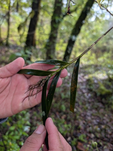 Epidendrum neogaliciense Hágsater & R.González