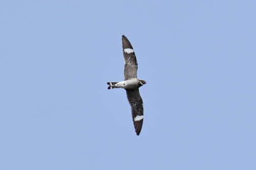 Common Nighthawk