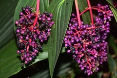Medinilla