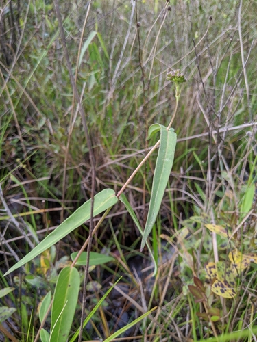 Asclepias rubra image