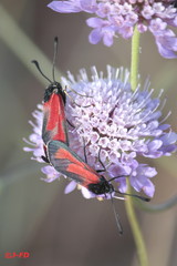 Zygaena erythrus