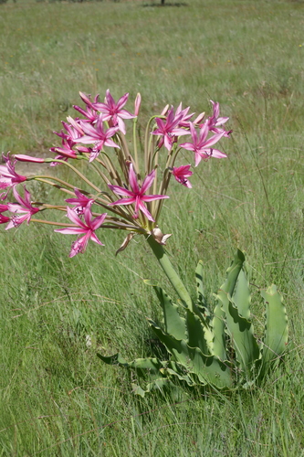 Brunsvigia grandiflora image