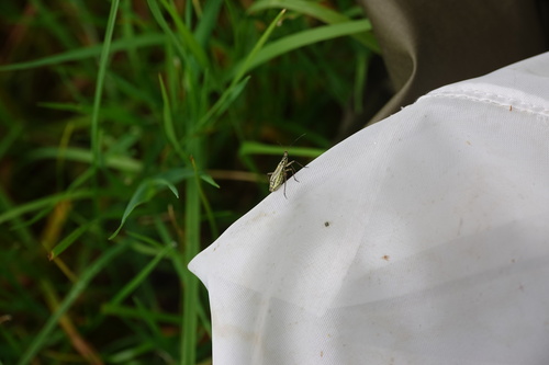 Meadow Plant Bug