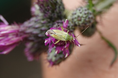 Potato Mirid