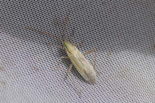 Two-spined Grass Bug