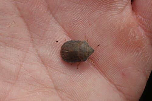 southern broad-bellied bug