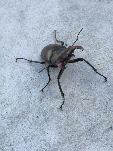 European Stag Beetle