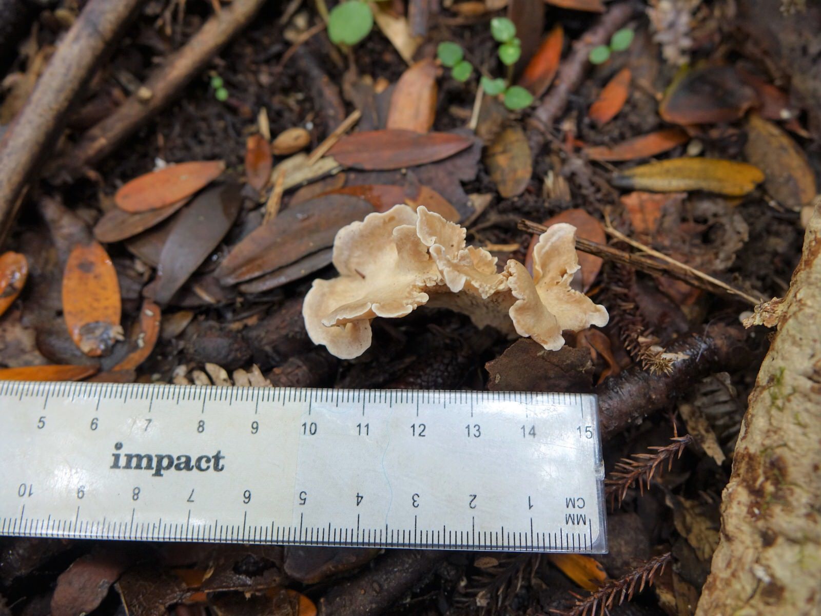 Amylocorticiaceae image