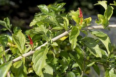 Anisotes rogersii