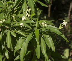 Justicia aconitiflora