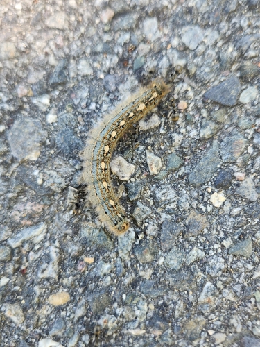 Forest Tent Caterpillar Moth