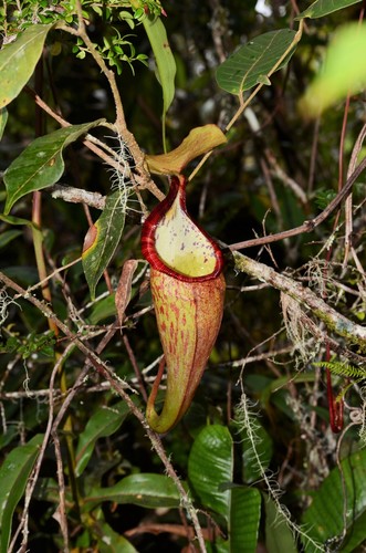 Nepenthes densiflora · iNaturalist United Kingdom