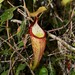 Nepenthes densiflora - Photo (c) Pavel Kirillov, some rights reserved (CC BY-SA)