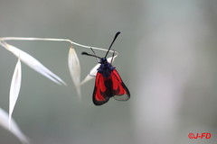 Zygaena erythrus
