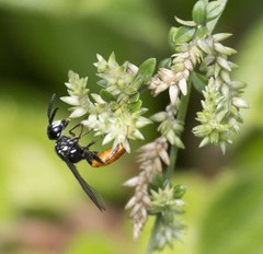Philanthus loeflingi
