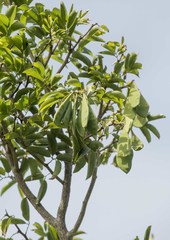 Craibia zimmermannii