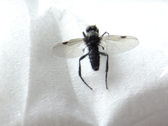 Insecta