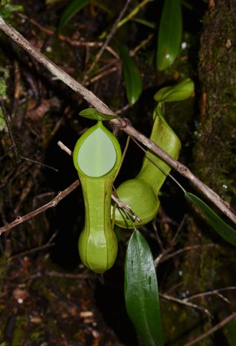 Nepenthes mikei