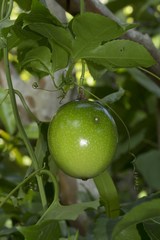Passiflora edulis flavicarpa