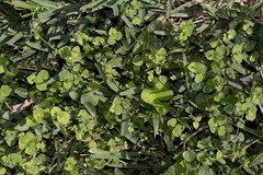 Drymaria cordata diandra