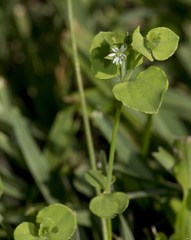 Drymaria cordata diandra