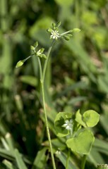 Drymaria cordata diandra