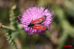 Zygaena erythrus