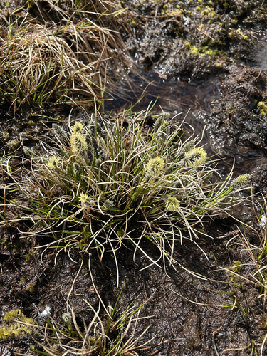 tussock cottongrass