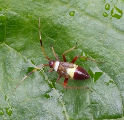 Closterotomus biclavatus