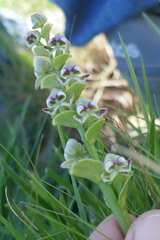 Disperis cardiophora