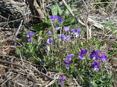Viola etrusca