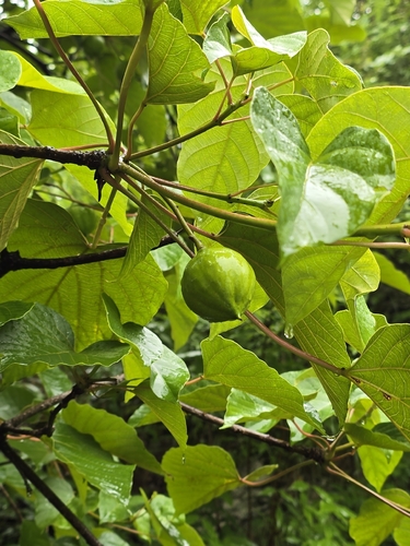tung oil tree