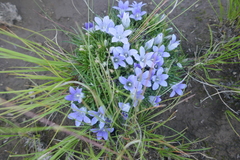 Craterocapsa congesta