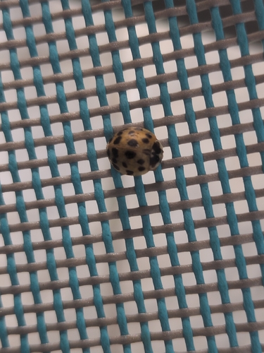 Asian Lady Beetle