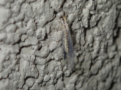 Eremochrysa punctinervis