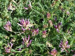 Astragalus monspessulanus monspessulanus