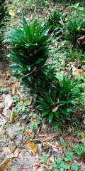 Dracaena fragrans compacta