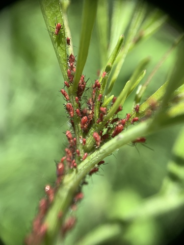 Dusky-tailed Sunflower Aphid photo 5