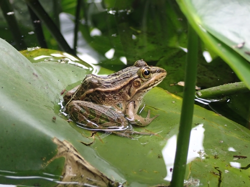 Black-spotted Frog