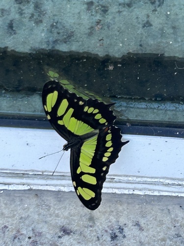 Malachite