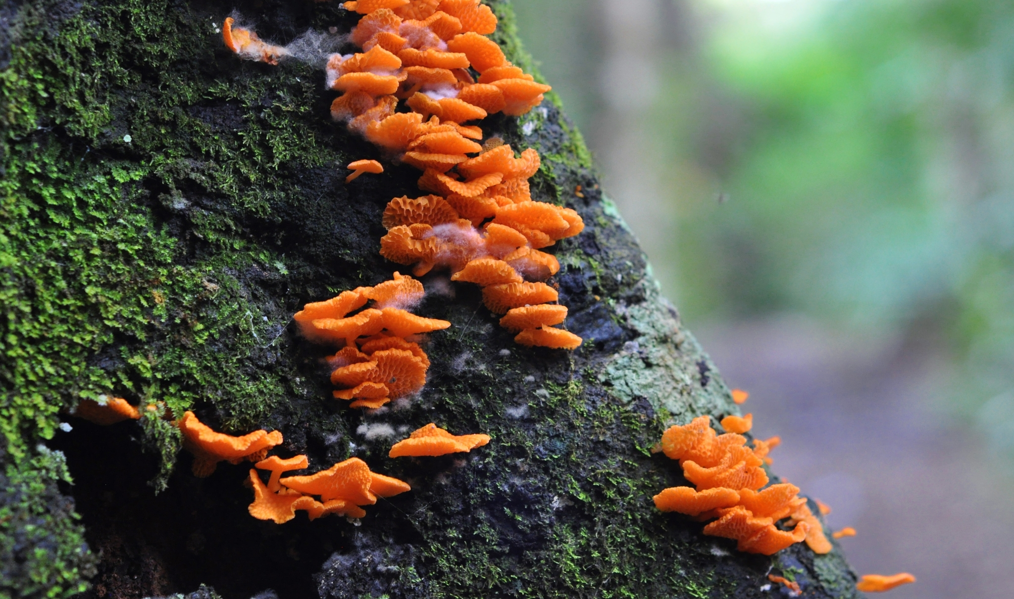 Favolaschia calocera image