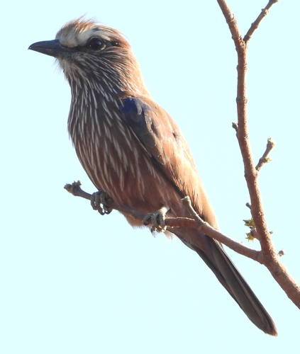 Purple Roller