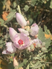 Malacothamnus fasciculatus nuttallii