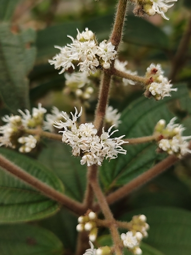Miconia ibaguensis